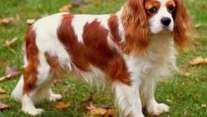 Kavalier king charles spaniel: popis plemene, ceny